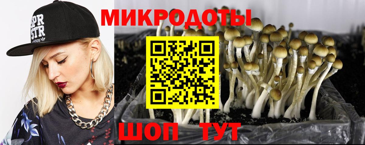 Мыски  Псилоцибиновые грибы Psilocybe  Вход с VPN 